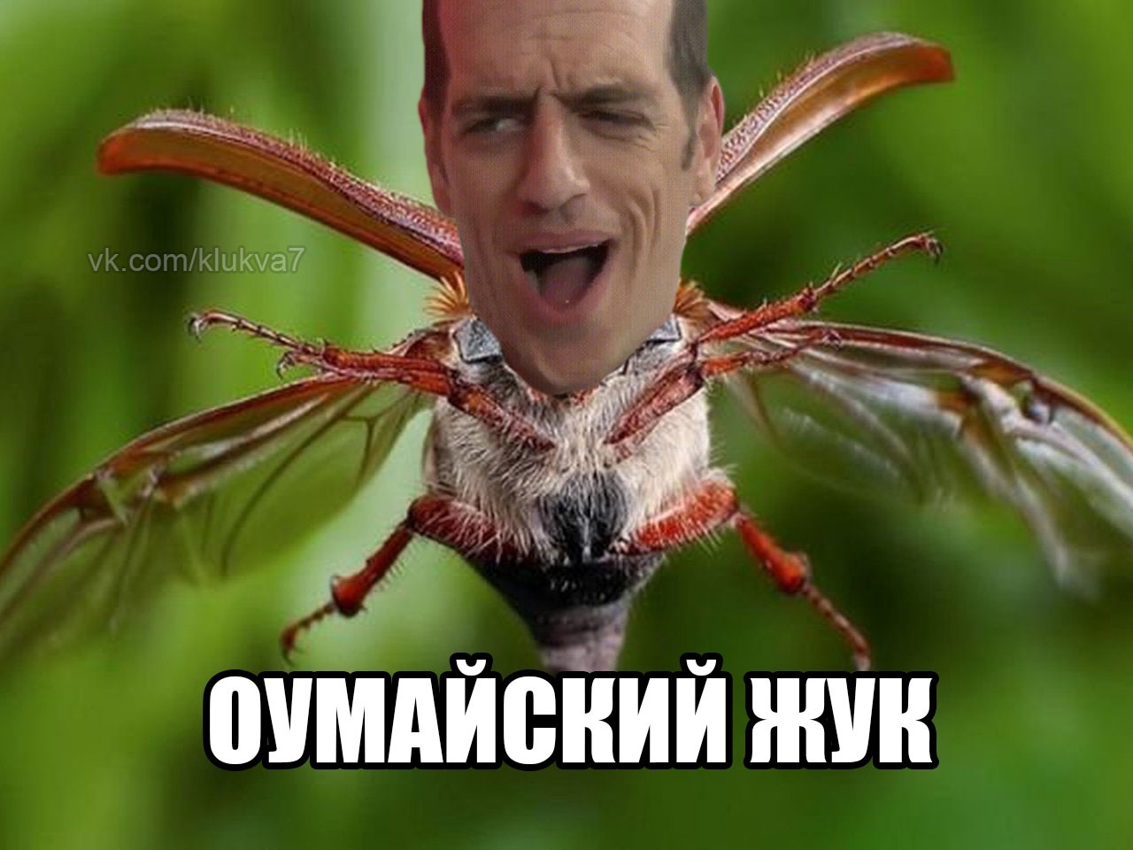 Жук.jpg